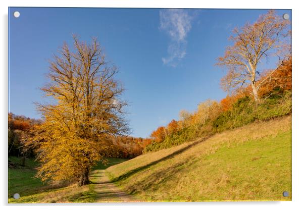 Autumn in Arundel Park Acrylic by Malcolm McHugh