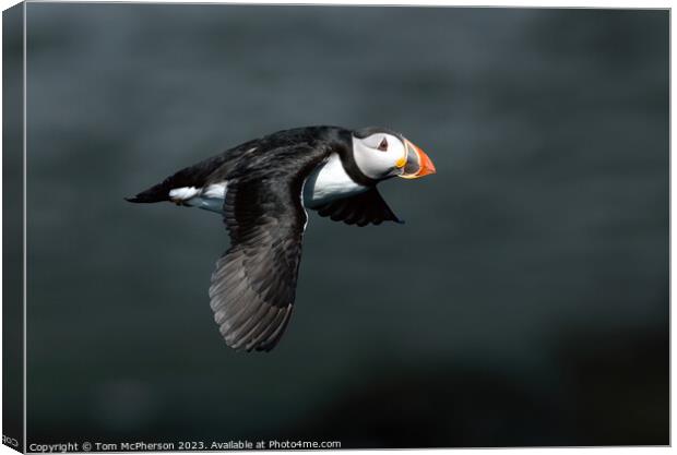 Puffin in Flight Canvas Print by Tom McPherson