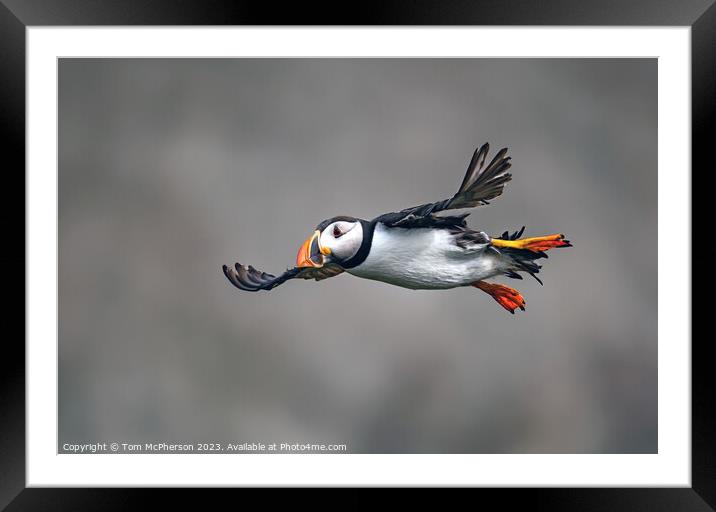 Puffin in Flight Framed Mounted Print by Tom McPherson