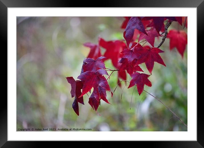 Red maple acer Plant leaves Framed Mounted Print by Helen Reid