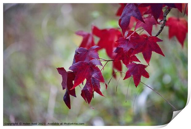 Red maple acer Plant leaves Print by Helen Reid
