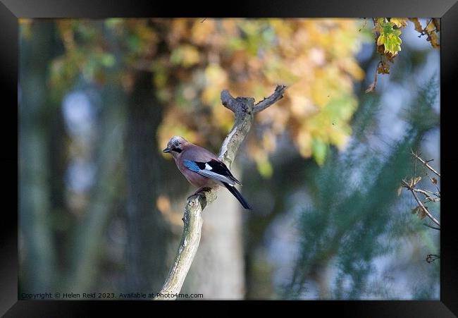 A small Jay blue bird perched on a tree branch Framed Print by Helen Reid