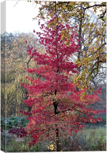 Red leaves Autumn Acer Maple tree Canvas Print by Helen Reid