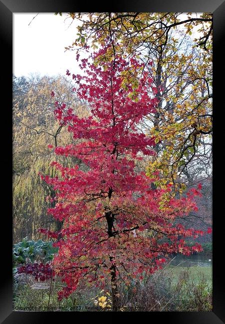 Red leaves Autumn Acer Maple tree Framed Print by Helen Reid