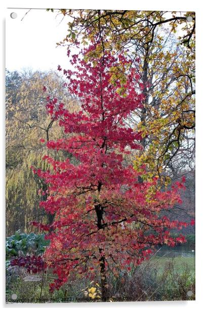 Red leaves Autumn Acer Maple tree Acrylic by Helen Reid