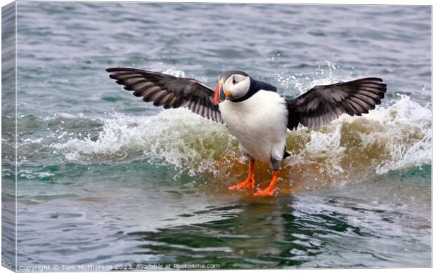 Puffin Canvas Print by Tom McPherson