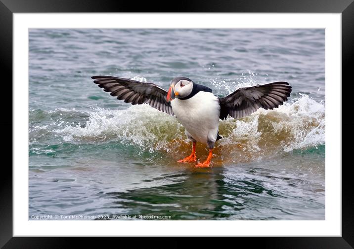 Puffin Framed Mounted Print by Tom McPherson
