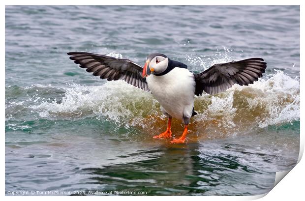Puffin Print by Tom McPherson