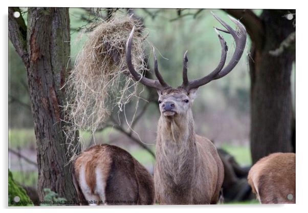 Proud stag Acrylic by Helen Reid