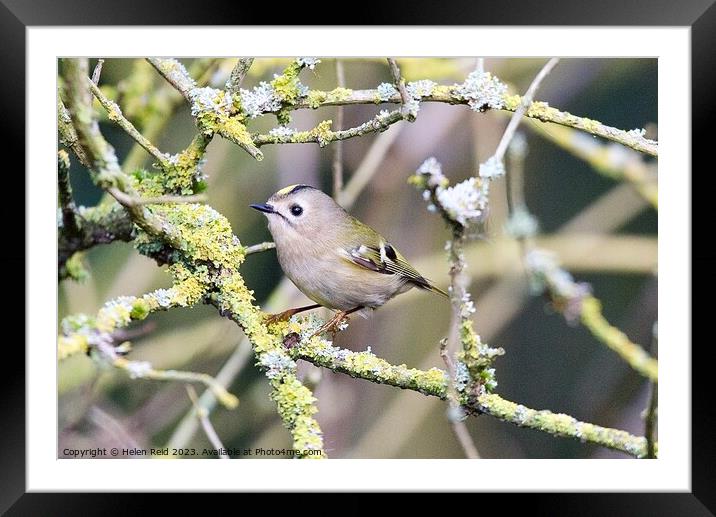 Goldcrest bird perched on moss branches Framed Mounted Print by Helen Reid