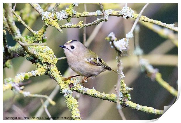 Goldcrest bird perched on moss branches Print by Helen Reid