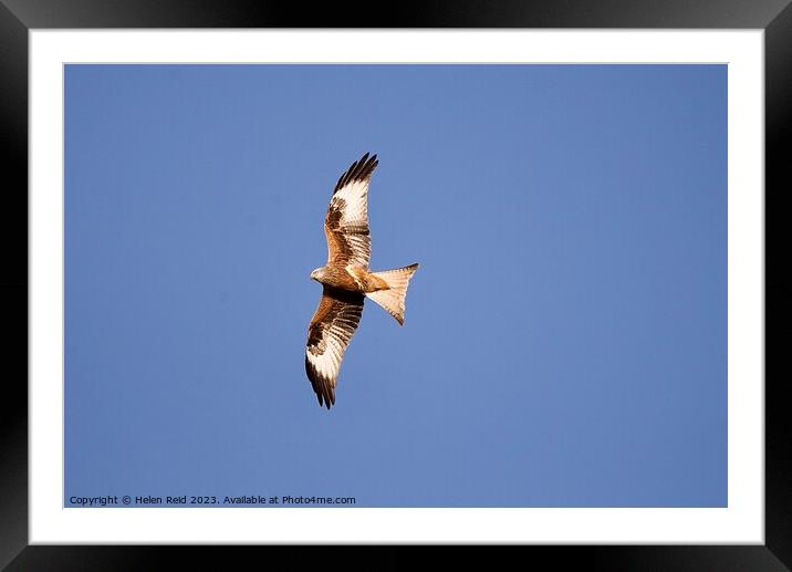 Red kite bird of prey flying high in a blue Sky Framed Mounted Print by Helen Reid