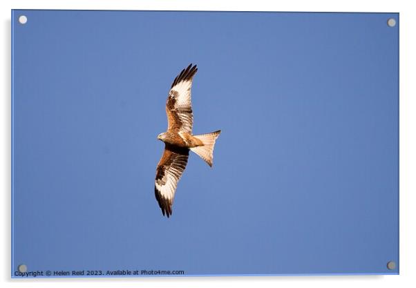 Red kite bird of prey flying high in a blue Sky Acrylic by Helen Reid