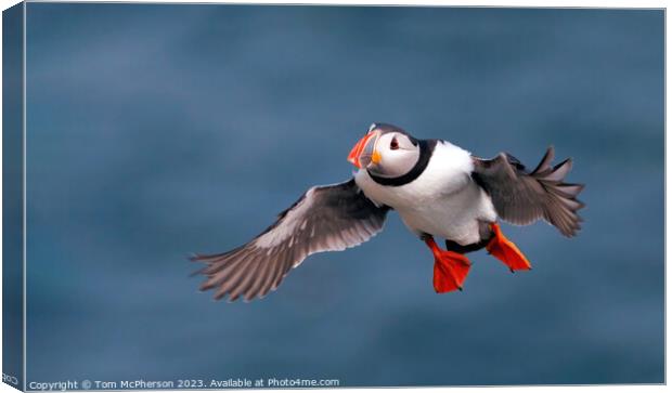 Puffin in Flight Canvas Print by Tom McPherson