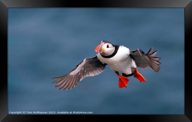 Puffin in Flight Framed Print by Tom McPherson