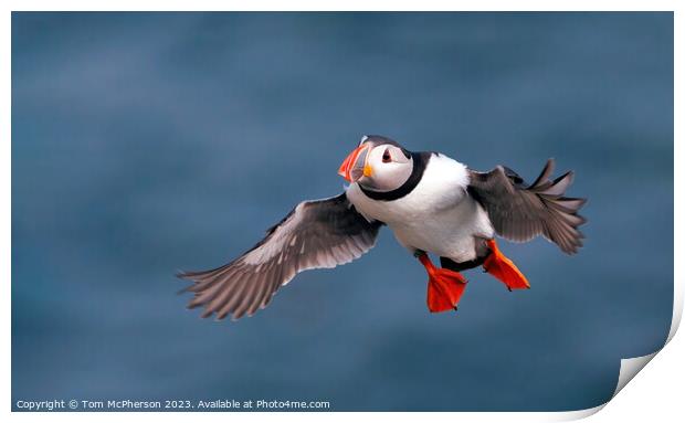 Puffin in Flight Print by Tom McPherson