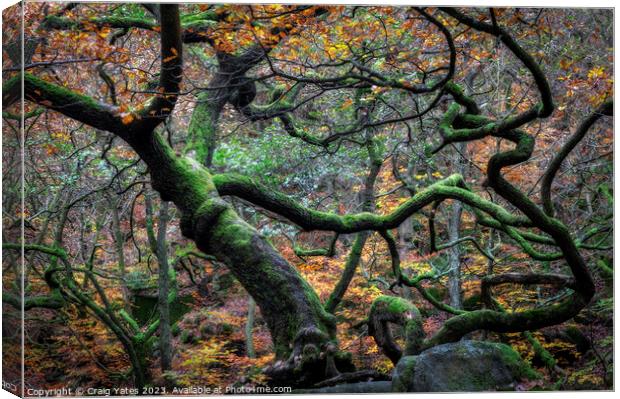 Padley Gorge Autumn Gnarly Trees. Canvas Print by Craig Yates