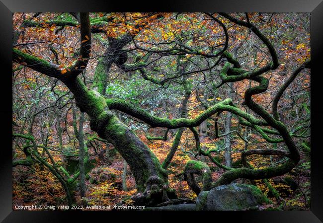 Padley Gorge Autumn Gnarly Trees. Framed Print by Craig Yates