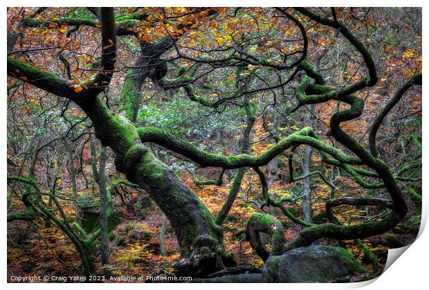 Padley Gorge Autumn Gnarly Trees. Print by Craig Yates