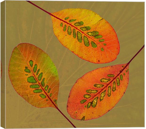 Patterned Leaves II Canvas Print by Pete Hemington