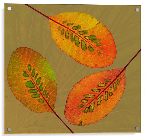 Patterned Leaves II Acrylic by Pete Hemington