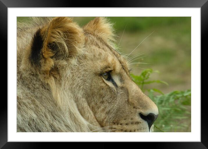 Young lion 1 Framed Mounted Print by Helkoryo Photography