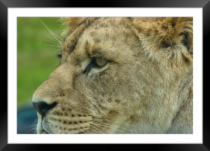 Young lion 2 Framed Mounted Print by Helkoryo Photography