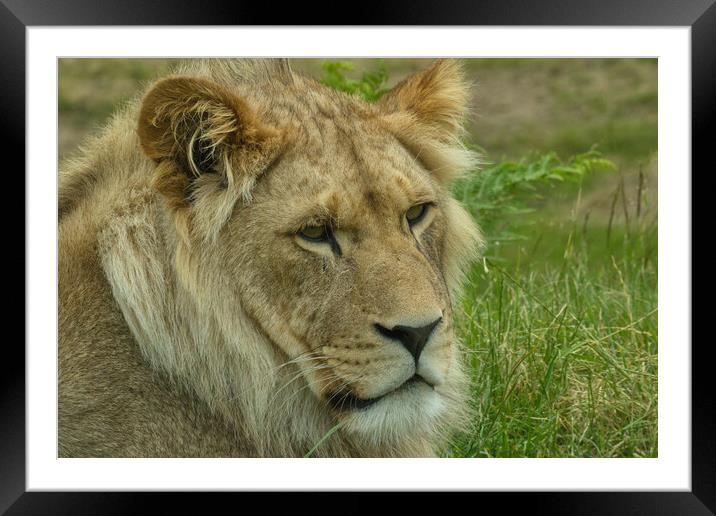 Young lion 4 Framed Mounted Print by Helkoryo Photography