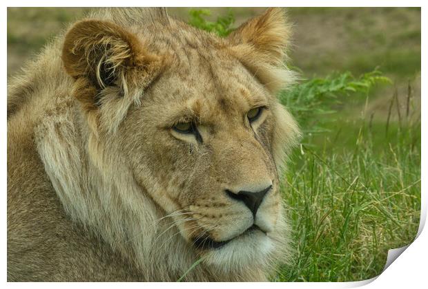 Young lion 4 Print by Helkoryo Photography
