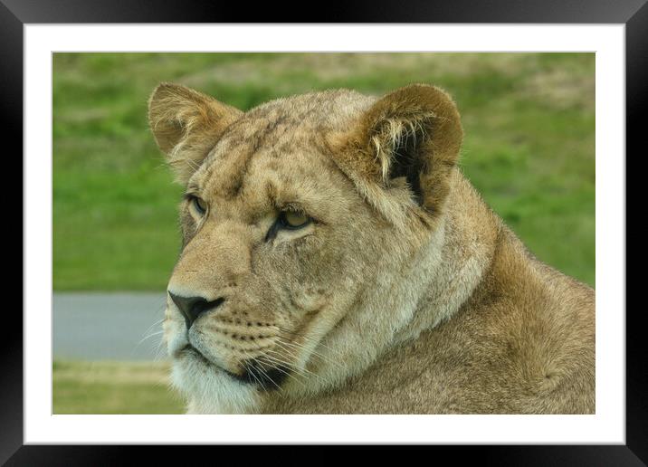 Young lion 5 Framed Mounted Print by Helkoryo Photography