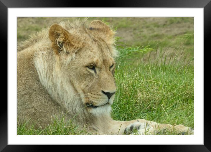 Young lion 6 Framed Mounted Print by Helkoryo Photography