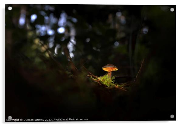 Glowing Mushroom Acrylic by Duncan Spence