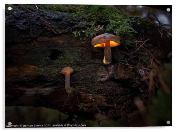 Glowing Mushroom Acrylic by Duncan Spence