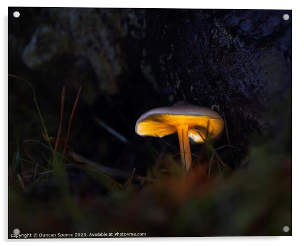 Glowing Mushroom Acrylic by Duncan Spence