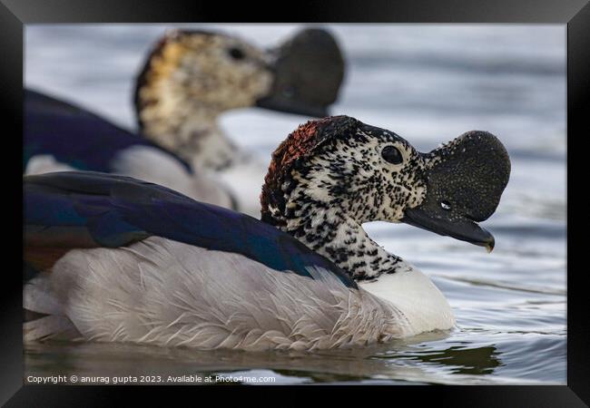 The knob-billed duck Framed Print by anurag gupta