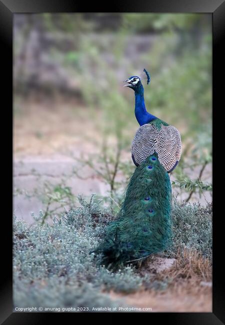 urban birds Framed Print by anurag gupta