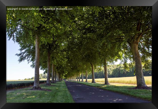 Avenue of Trees, Moor Crichel  Framed Print by Derek Daniel