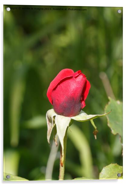 Rose bud in a garden Acrylic by aurélie le moigne