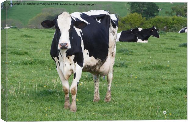 Holstein cows in a field in Brittany Canvas Print by aurélie le moigne
