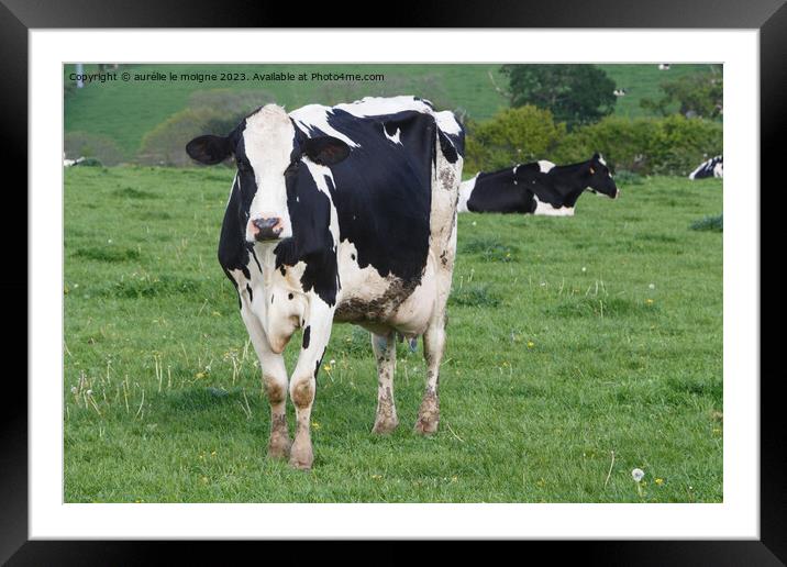 Holstein cows in a field in Brittany Framed Mounted Print by aurélie le moigne