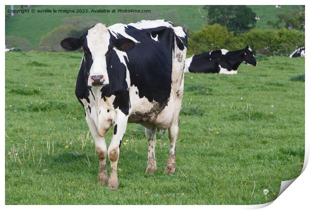 Holstein cows in a field in Brittany Print by aurélie le moigne