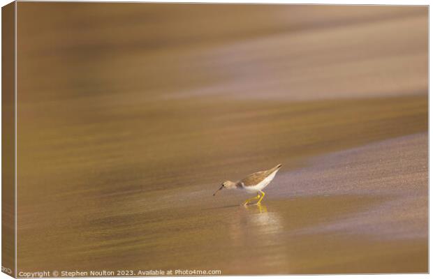 The Sandpiper between waves. Canvas Print by Stephen Noulton
