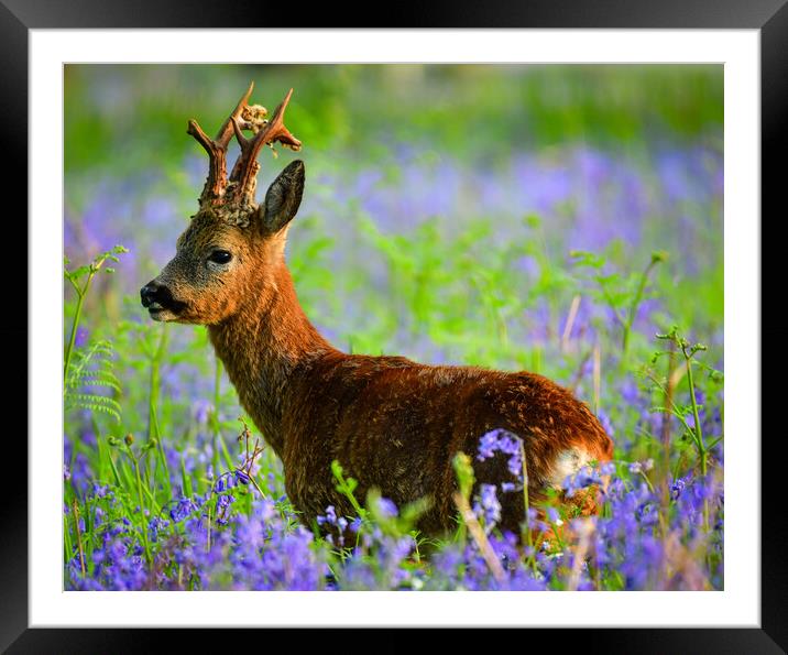 A Roe deer standing in bluebells  Framed Mounted Print by Shaun Jacobs