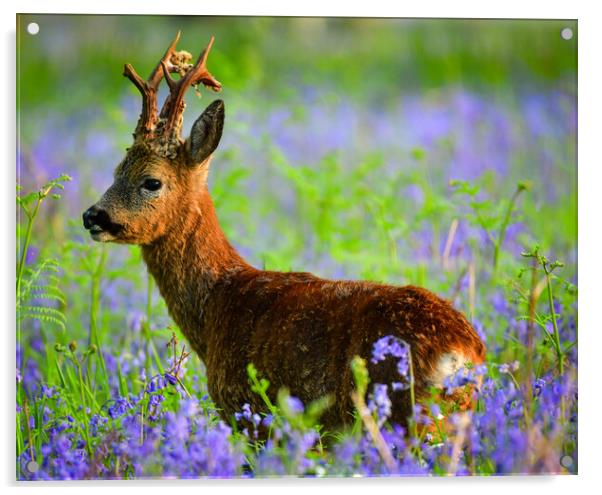 A Roe deer standing in bluebells  Acrylic by Shaun Jacobs