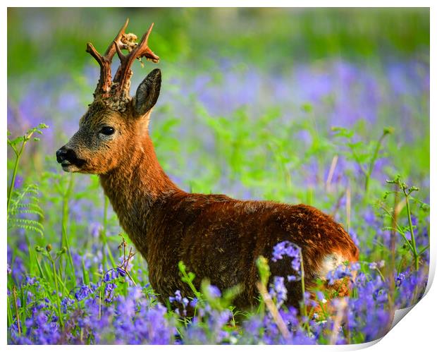 A Roe deer standing in bluebells  Print by Shaun Jacobs