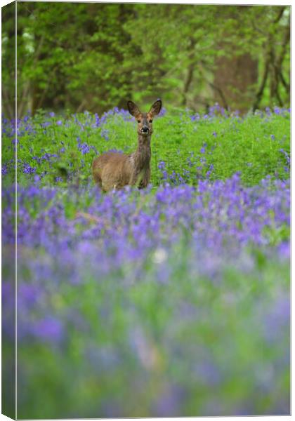 A deer standing amongst bluebells  Canvas Print by Shaun Jacobs