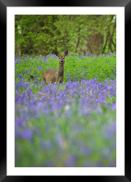 A deer standing amongst bluebells  Framed Mounted Print by Shaun Jacobs