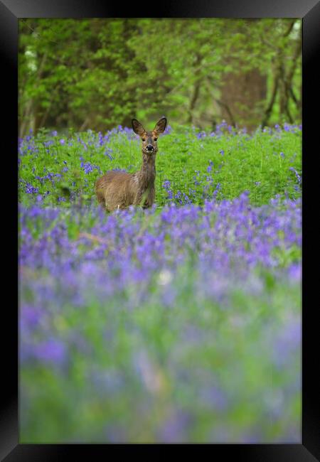 A deer standing amongst bluebells  Framed Print by Shaun Jacobs
