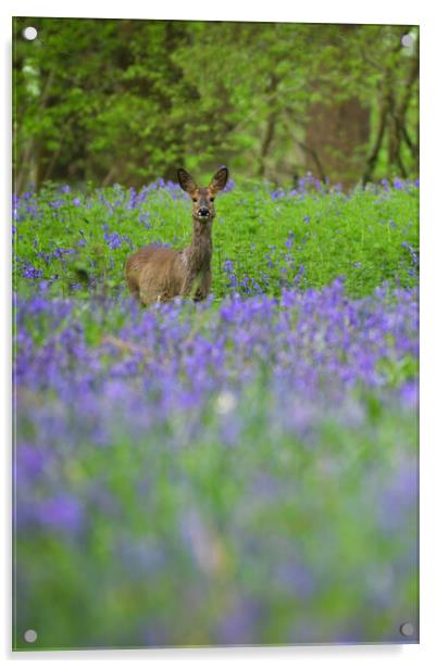 A deer standing amongst bluebells  Acrylic by Shaun Jacobs