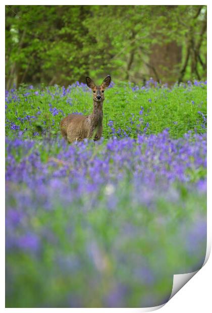 A deer standing amongst bluebells  Print by Shaun Jacobs